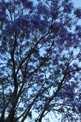 Jacaranda mimosifolia