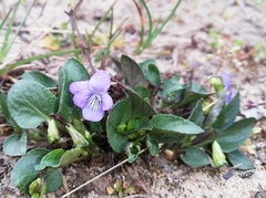 Viola canina