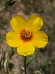 Mentzelia pectinata