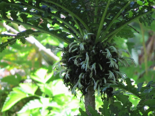 Cyanea shipmanii
