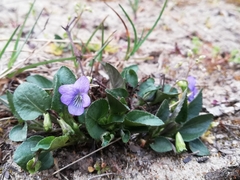 Viola canina