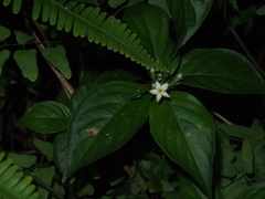 Mussaenda pubescens
