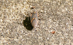 Boisea trivittata