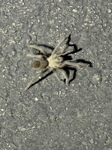 iNaturalist observation photo of California Ebony Tarantula
