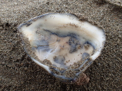 Crassula aequilatera