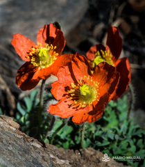 Papaver lapeyrousianum