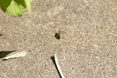 Boisea trivittata