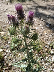 Ptilostemon afer
