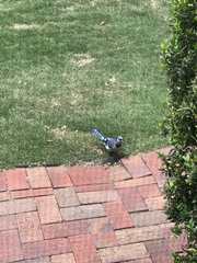 Cyanocitta cristata bromia