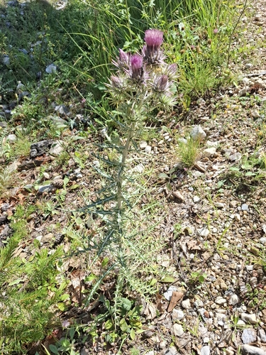 Ptilostemon afer, photograph 3