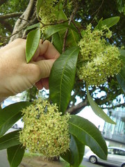 Backhousia citriodora