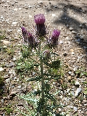 Ptilostemon afer, photograph (c) Riccardo Guarino, some rights reserved (CC BY)