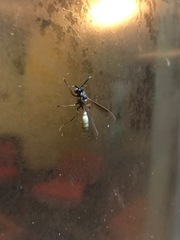 Apoica pallens image