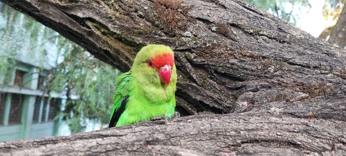 Black-winged Lovebird