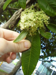 Backhousia citriodora