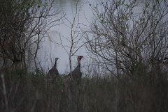 Meleagris gallopavo intermedia