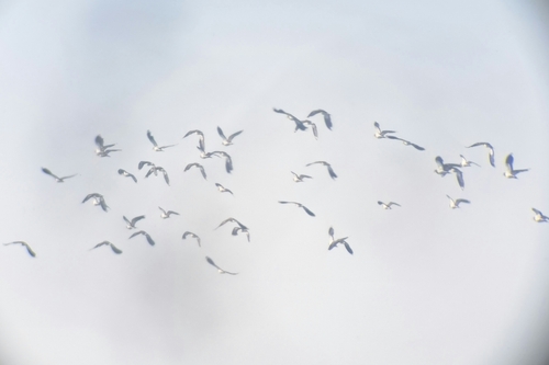 Northern Lapwing