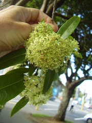 Backhousia citriodora