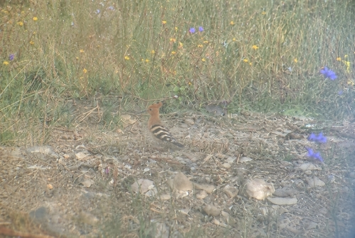 Common Hoopoe