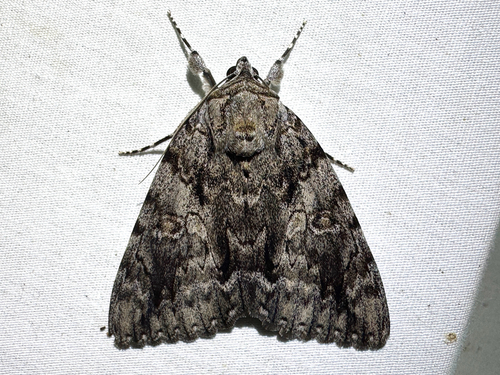 Ulalume Underwing photo 4