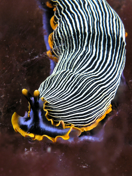 Arminidae