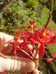 Epidendrum ibaguense
