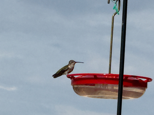 Black-chinned Hummingbird observed by joshuaemms
