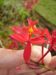 Epidendrum ibaguense