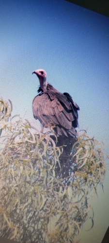 Hooded Vulture