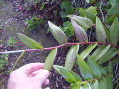 Epidendrum ibaguense