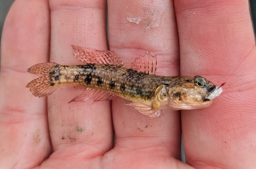 Bathygobius cocosensis, 2026-04-29