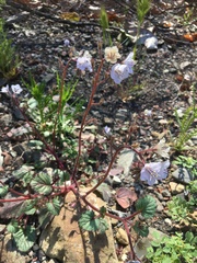 Phacelia longipes