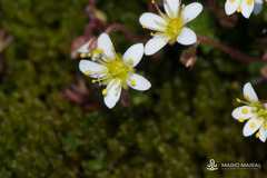 Saxifraga praetermissa