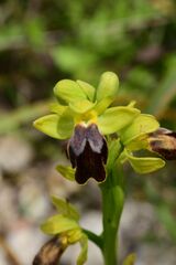 Ophrys fusca, photograph (c) Gary Yong Gee, some rights reserved (CC BY)
