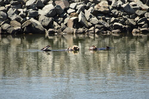 Southern Sea Otter observed by krc_oceans