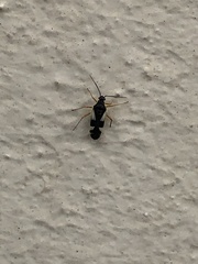 Dryophilocoris flavoquadrimaculatus