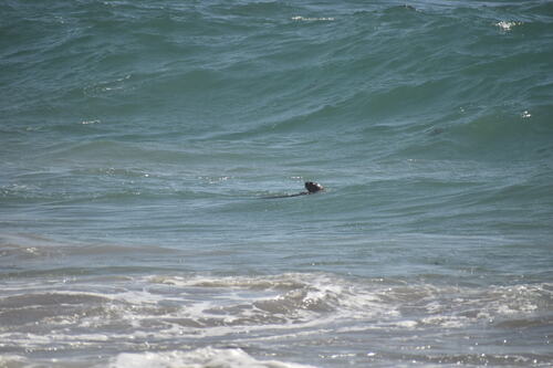 Sea Otter observed by krc_oceans