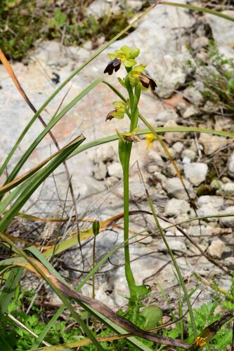 Ophrys fusca, photograph 4