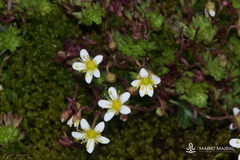 Saxifraga praetermissa