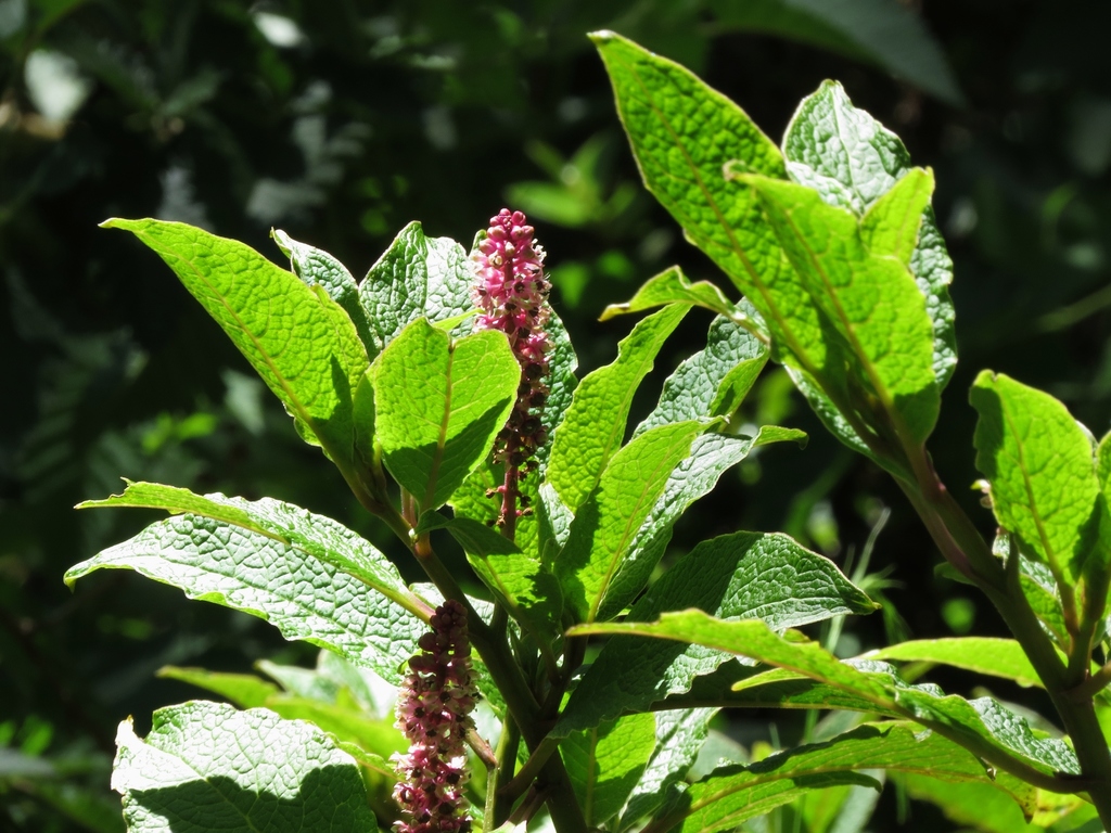 Phytolacca sandwicensis