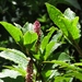 Hawai'i Pokeweed - Photo (c) Kate Turner, some rights reserved (CC BY-NC), uploaded by Kate Turner