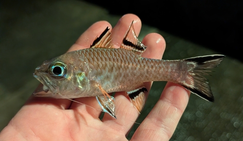 Pristiapogon taeniopterus observed 2026-04-30