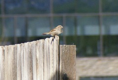 Passer domesticus