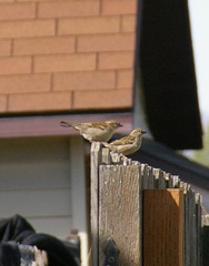 Passer domesticus
