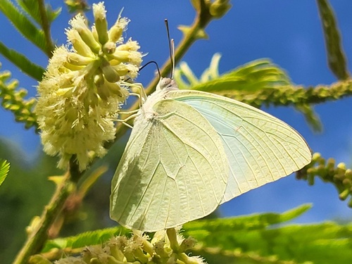 African Migrant