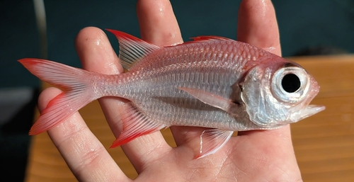 Myripristis amaena observed 2026-04-30