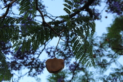 Jacaranda mimosifolia