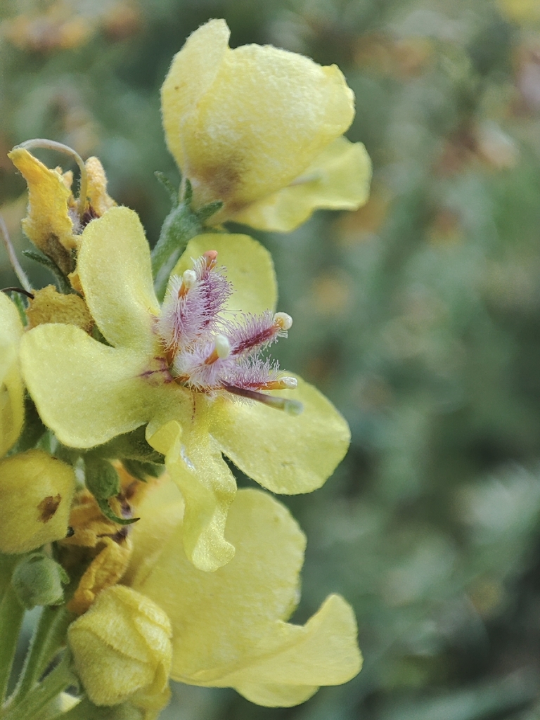 Verbascum × schiedeanum