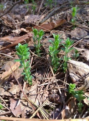 Cruciata glabra krylovii