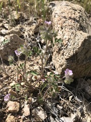 Phacelia cryptantha